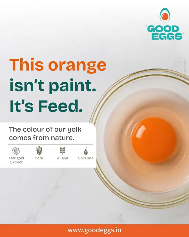 Good Eggs yolk colour creative